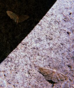 Two western hemlock looper moths, one in the shadow and one on a pinkish purple surface of the ground.