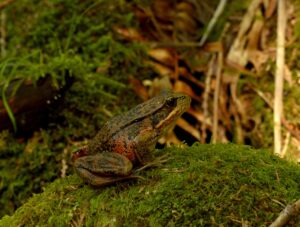 Northern red-legged frog in the forest, sitting on a rock covered by a bed of rock, facing towards the light.