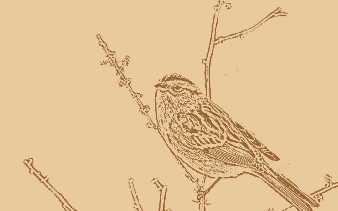 Review of Birdology by Carolyne Van Der Meer