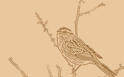 Review of Birdology by Carolyne Van Der Meer