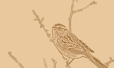 Review of Birdology by Carolyne Van Der Meer