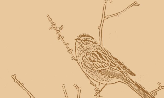 Review of Birdology by Carolyne Van Der Meer